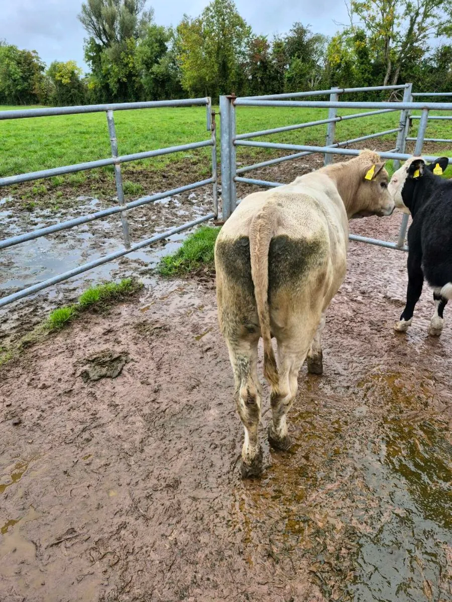 1 Ch bull. 9 AA & HE heifers - Image 2