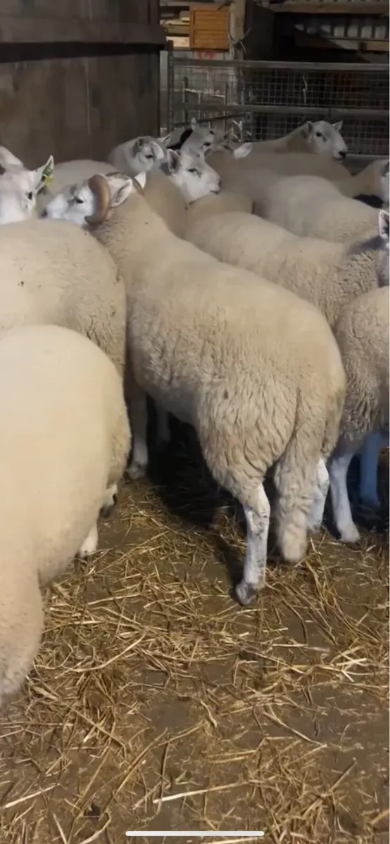 Horned Wicklow Cheviot Hogget Ram - Image 3