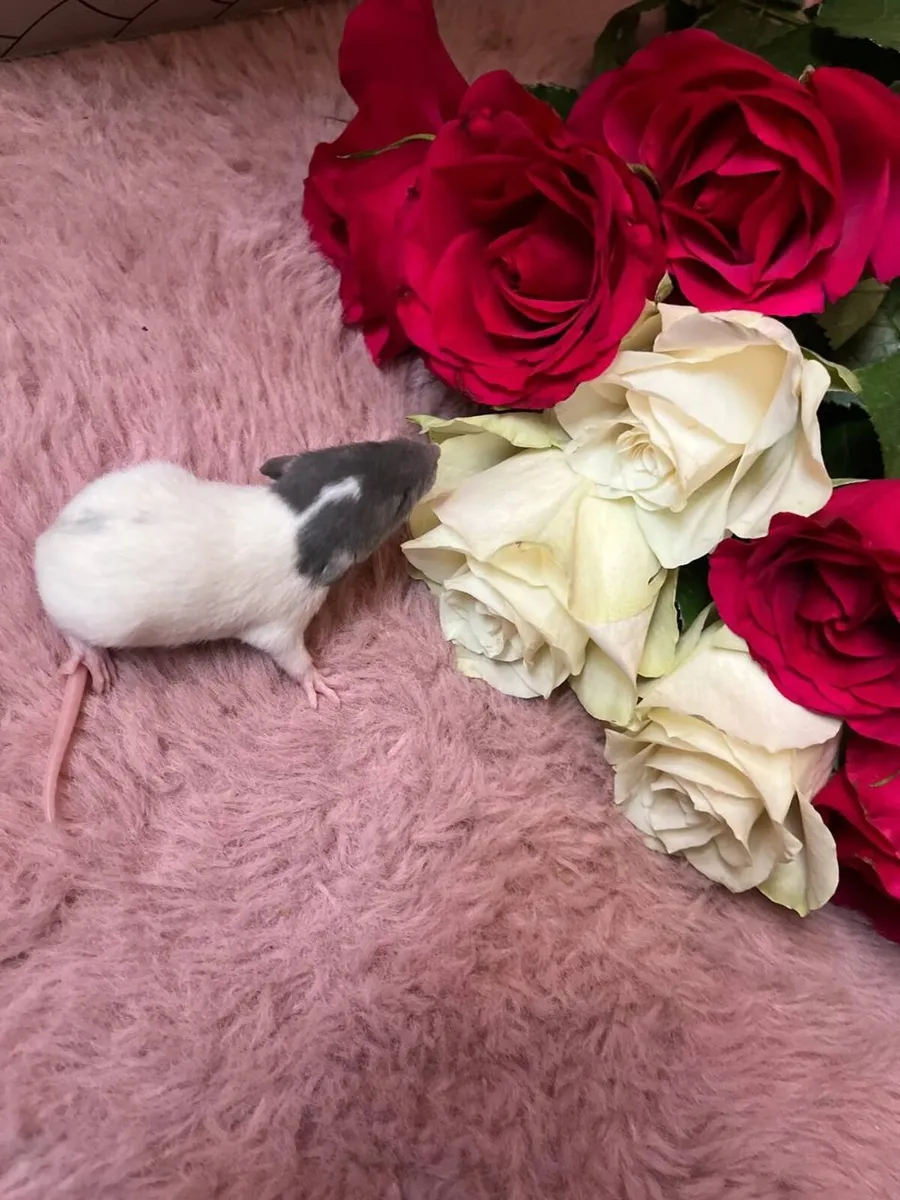 Rats