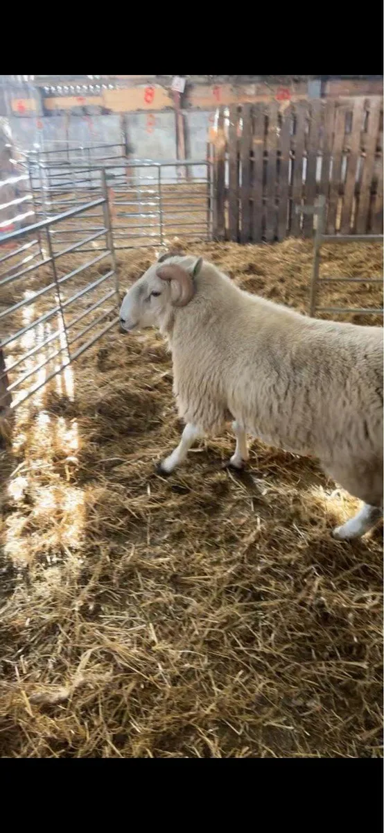 Horned Wicklow Cheviot Hogget Ram - Image 2
