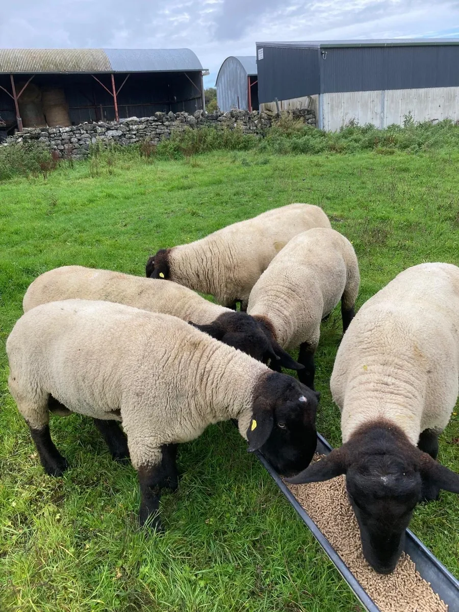 Pedigree Suffolk Rams - Image 1