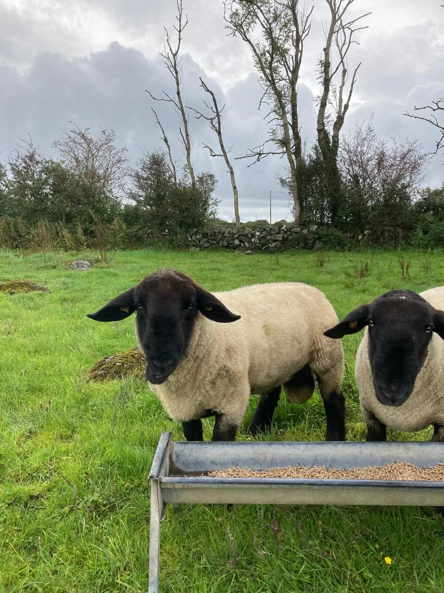 Pedigree Suffolk Rams - Image 2