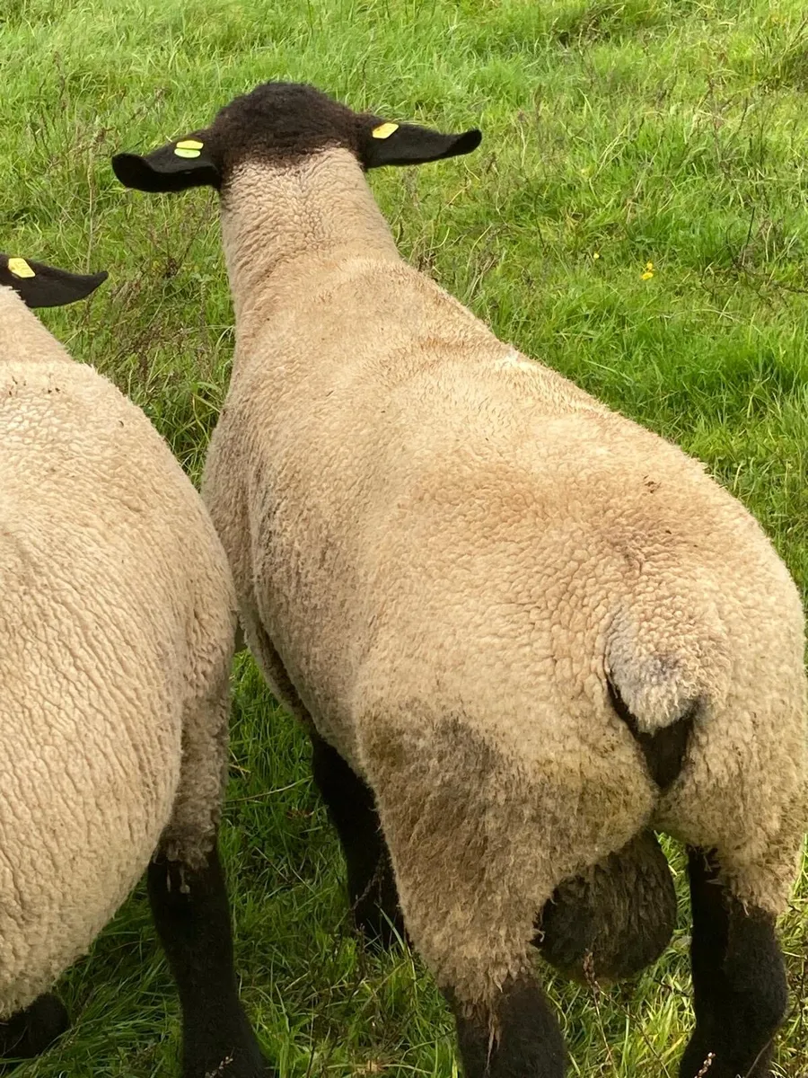 Pedigree Suffolk Rams - Image 3