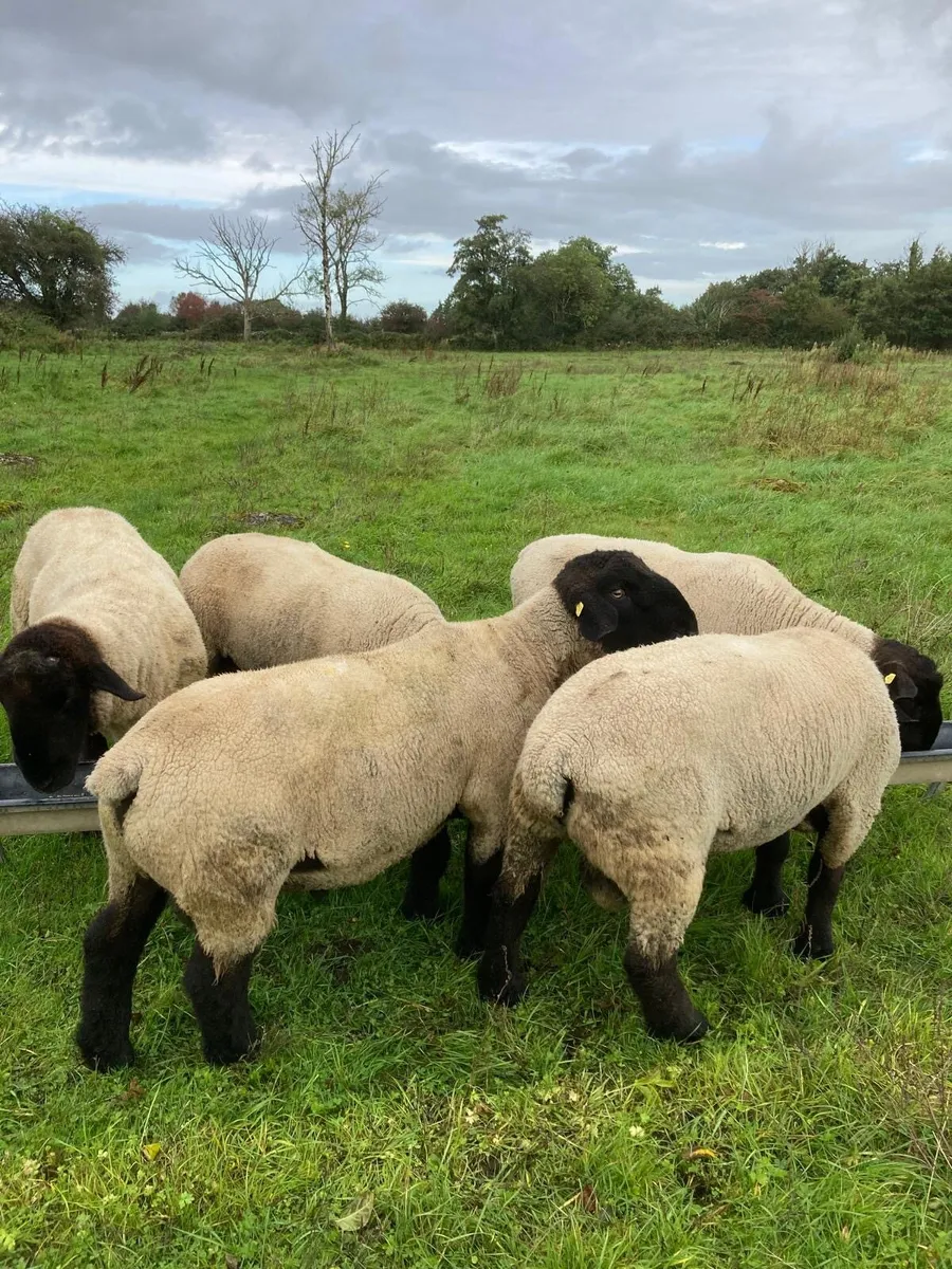 Pedigree Suffolk Rams - Image 4