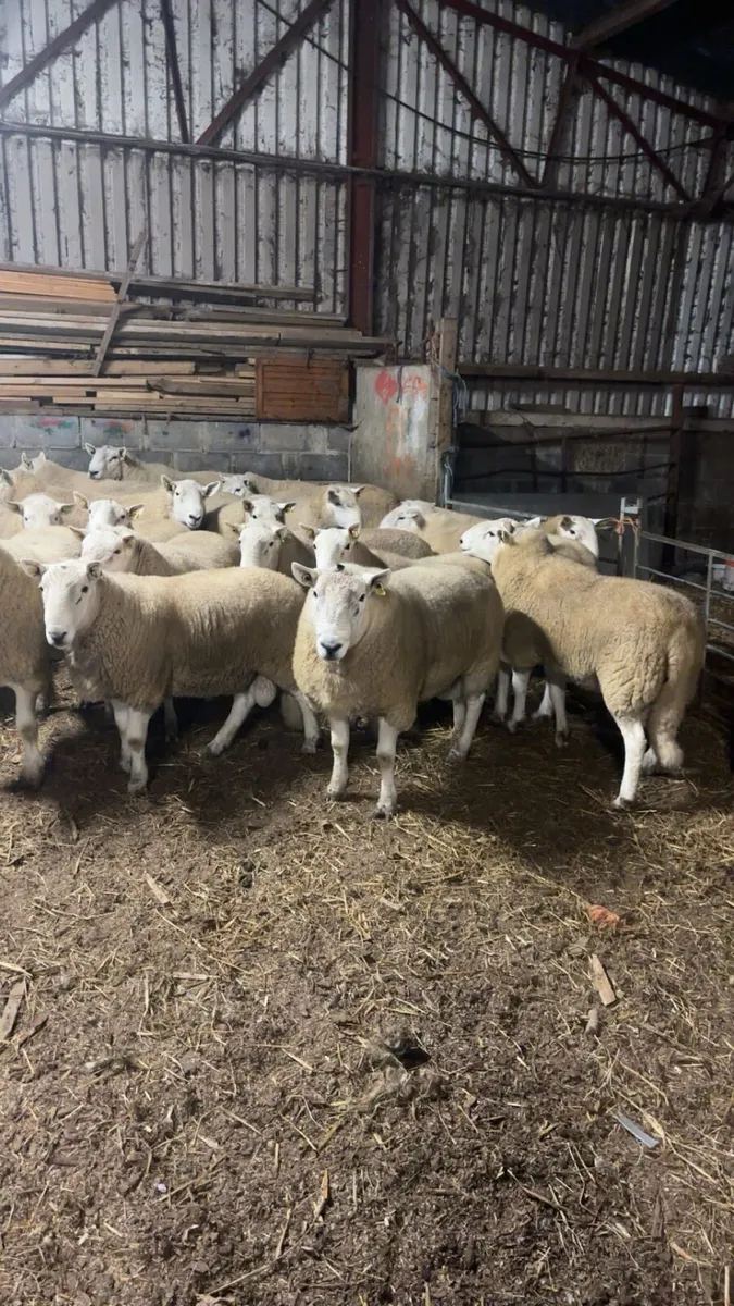 Wicklow Cheviot Hogget rams