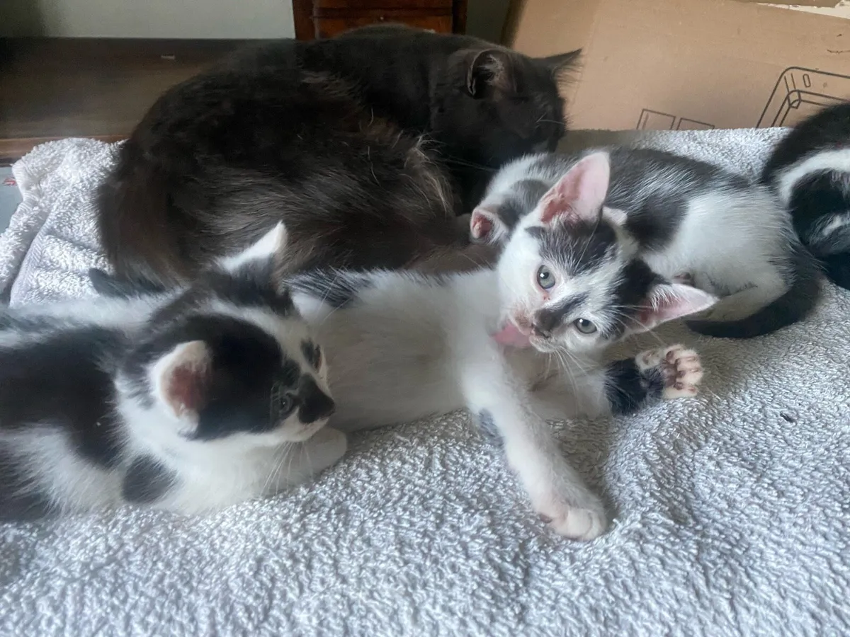 Bengal mix Kittens - Image 1