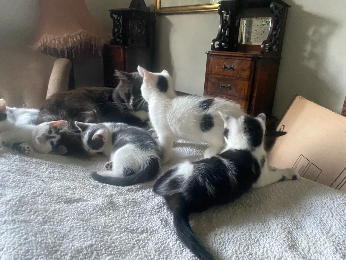 Bengal mix Kittens - Image 2