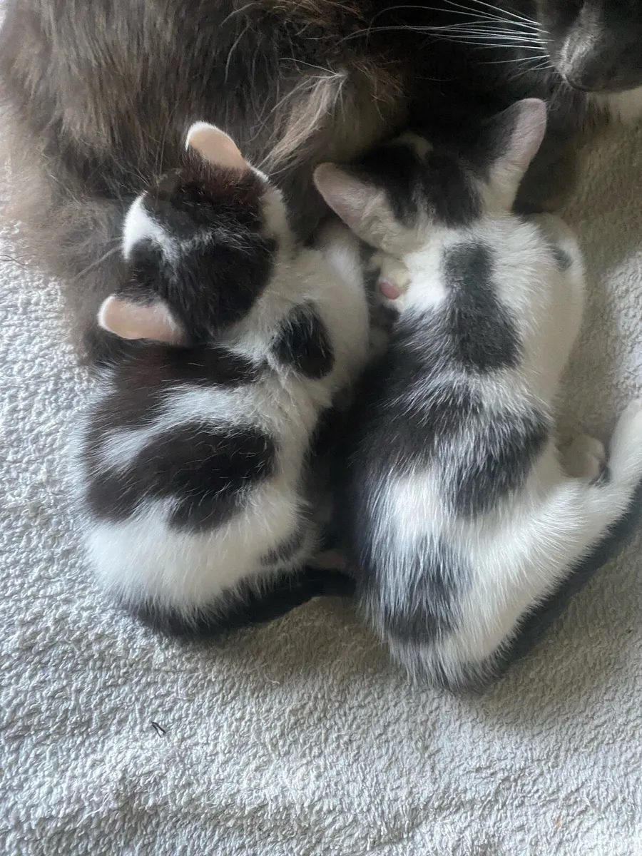 Bengal mix Kittens - Image 4