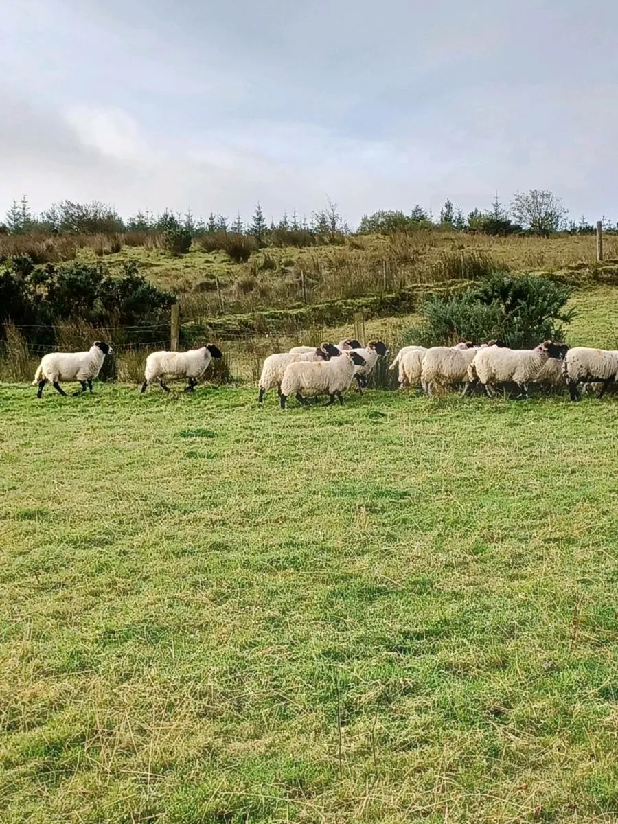 22  hoggets. 11 swale cross lanarks 11 perth - Image 2