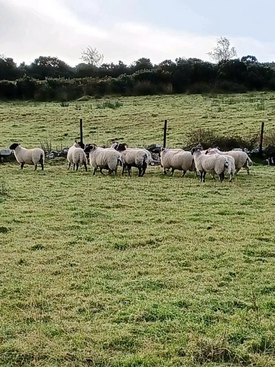 22  hoggets. 11 swale cross lanarks 11 perth - Image 3
