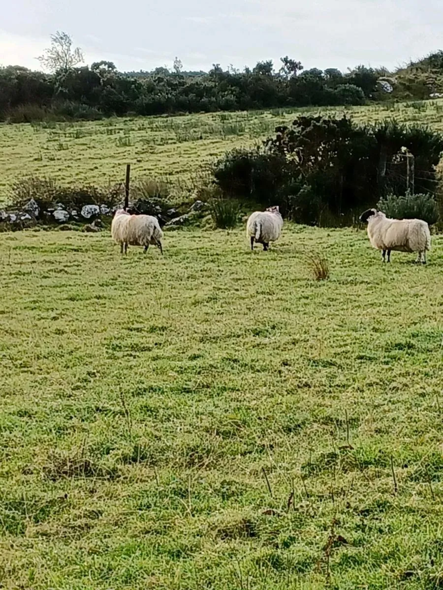 22  hoggets. 11 swale cross lanarks 11 perth - Image 4