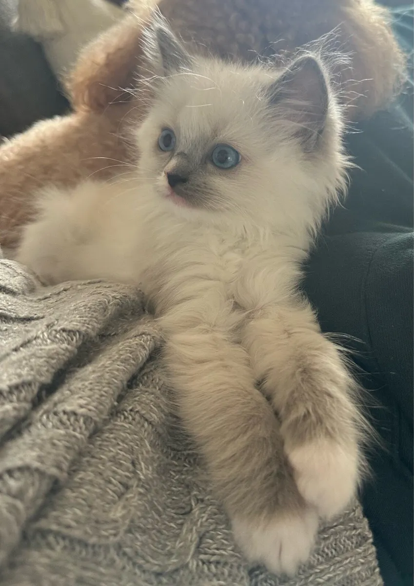 Ragdoll Kittens - 2 Girls Remaining! - Image 2
