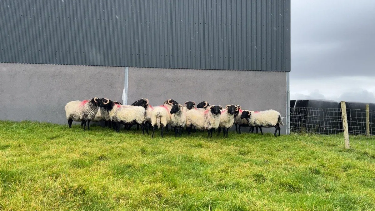 Mayo Blackface Aged Ewes - Image 1