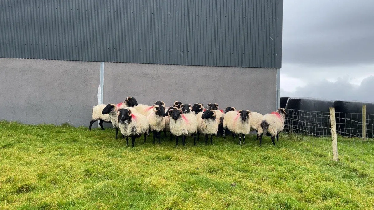 Mayo Blackface Aged Ewes - Image 2