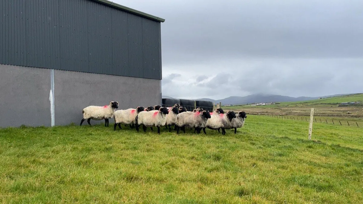 Mayo Blackface Aged Ewes - Image 3