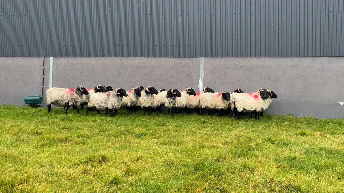 Mayo Blackface Aged Ewes - Image 4