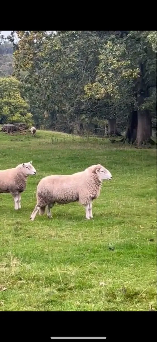 Horned Wicklow Cheviot Hogget Ram - Image 1