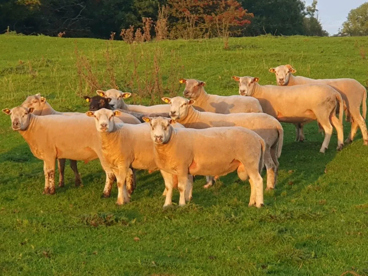 Charollais x Texel Hogget Rams