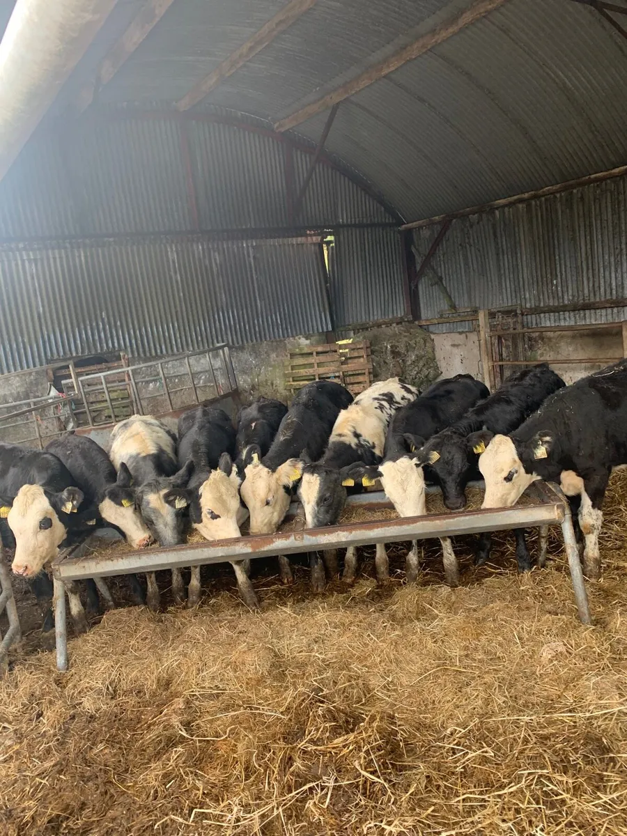 10 super Heifer  weanlings for sale - Image 1