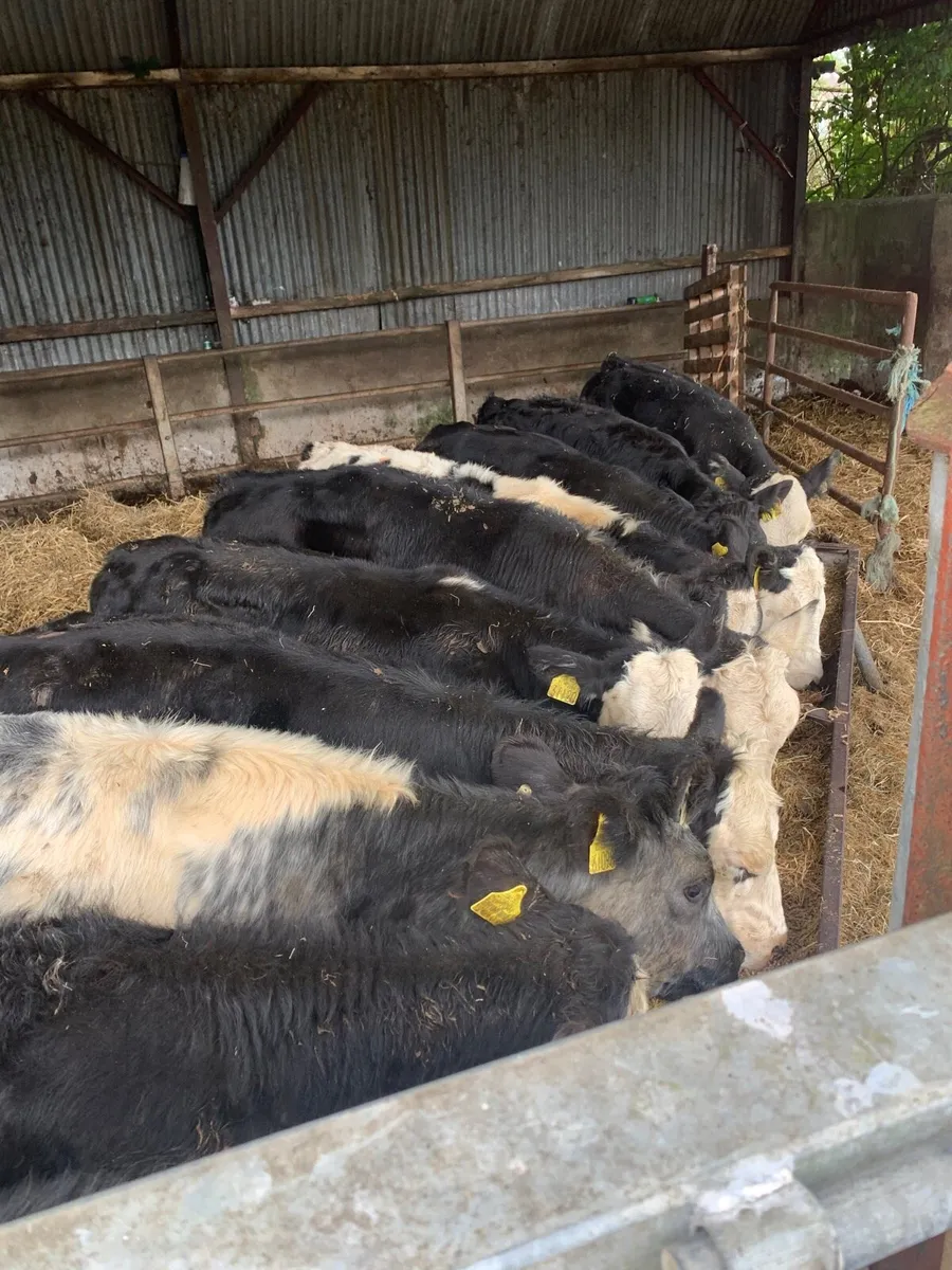 10 super Heifer  weanlings for sale - Image 2