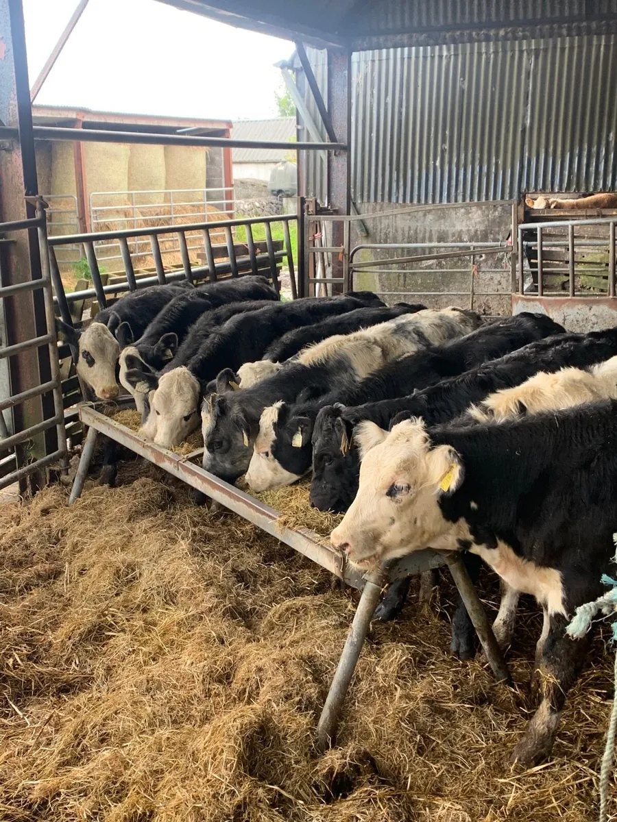 10 super Heifer  weanlings for sale - Image 4