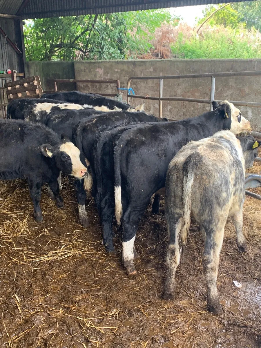 10 super Heifer  weanlings for sale - Image 4