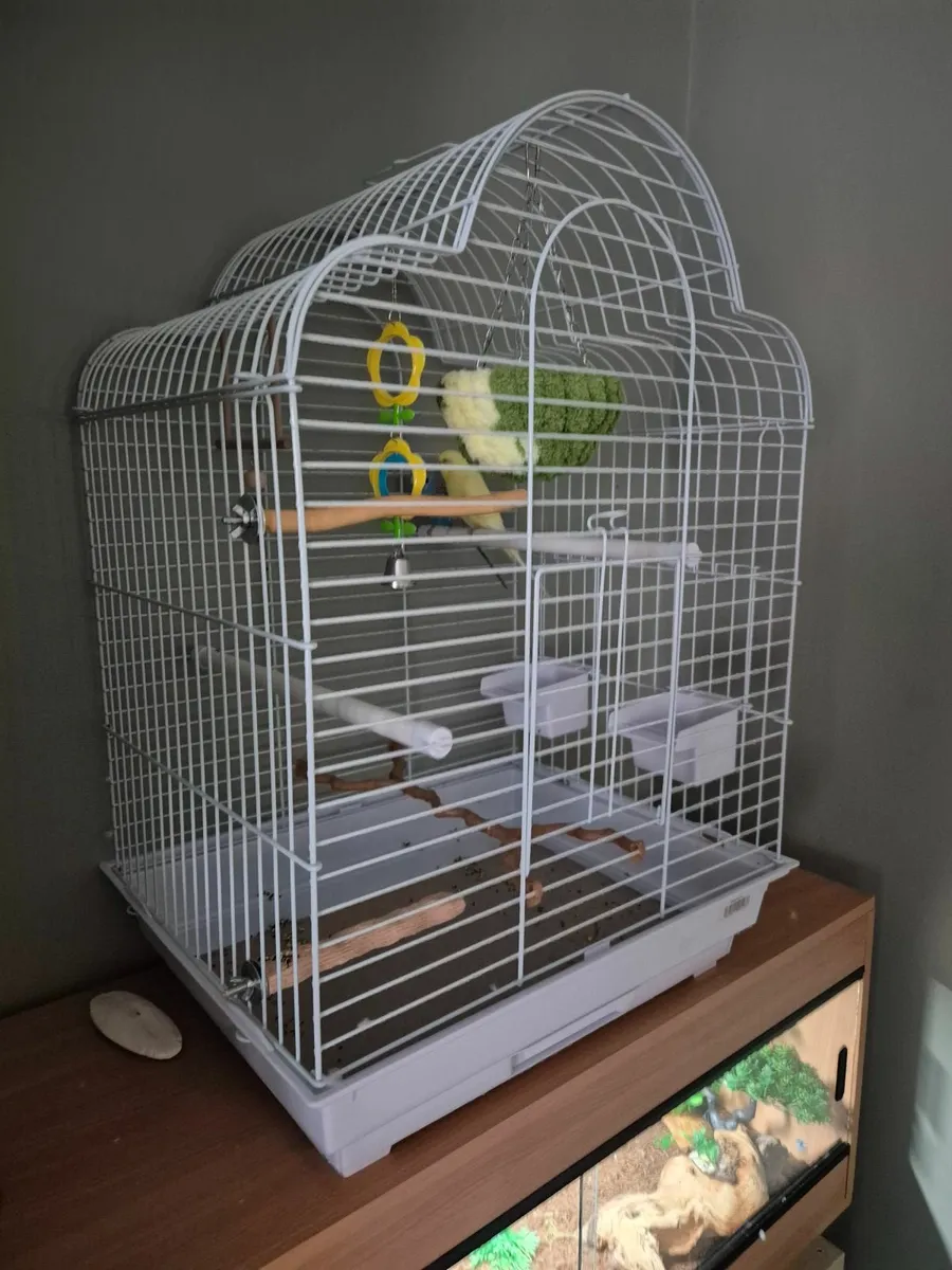 Budgies - Image 2