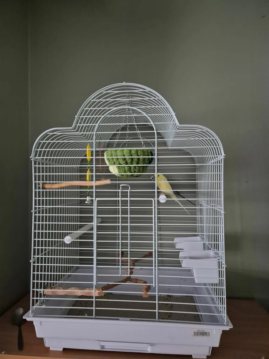 Budgies - Image 3