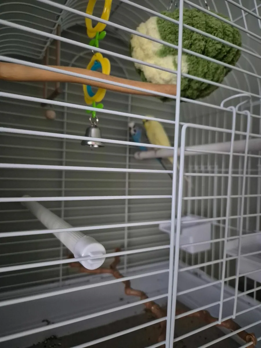 Budgies - Image 4