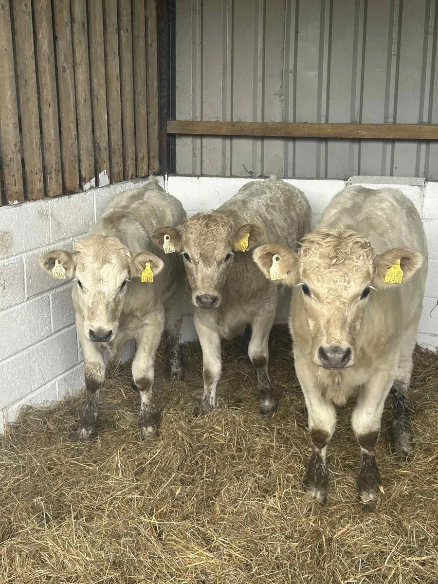 3 Smashing Charolais - Image 1