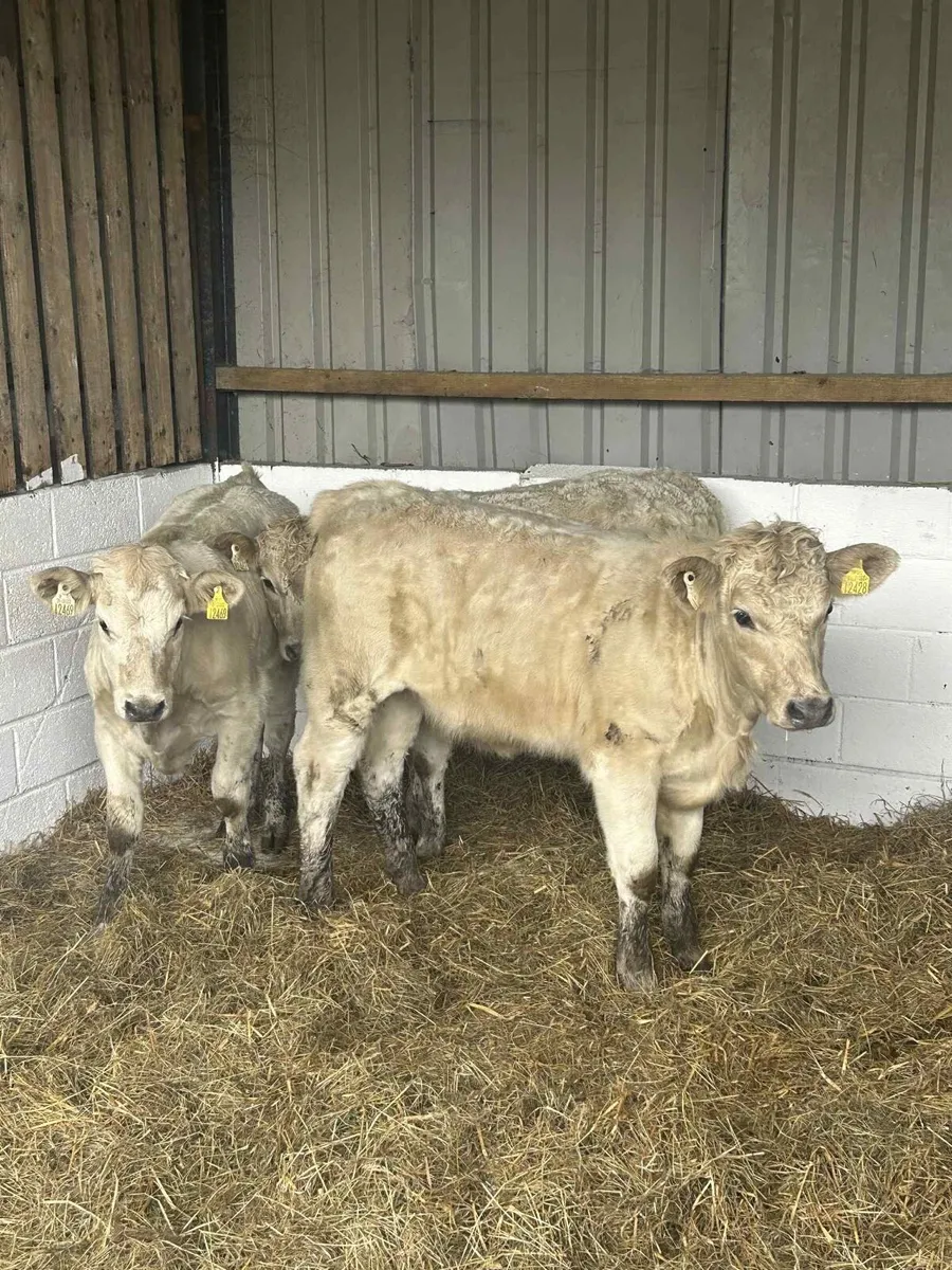 3 Smashing Charolais - Image 2