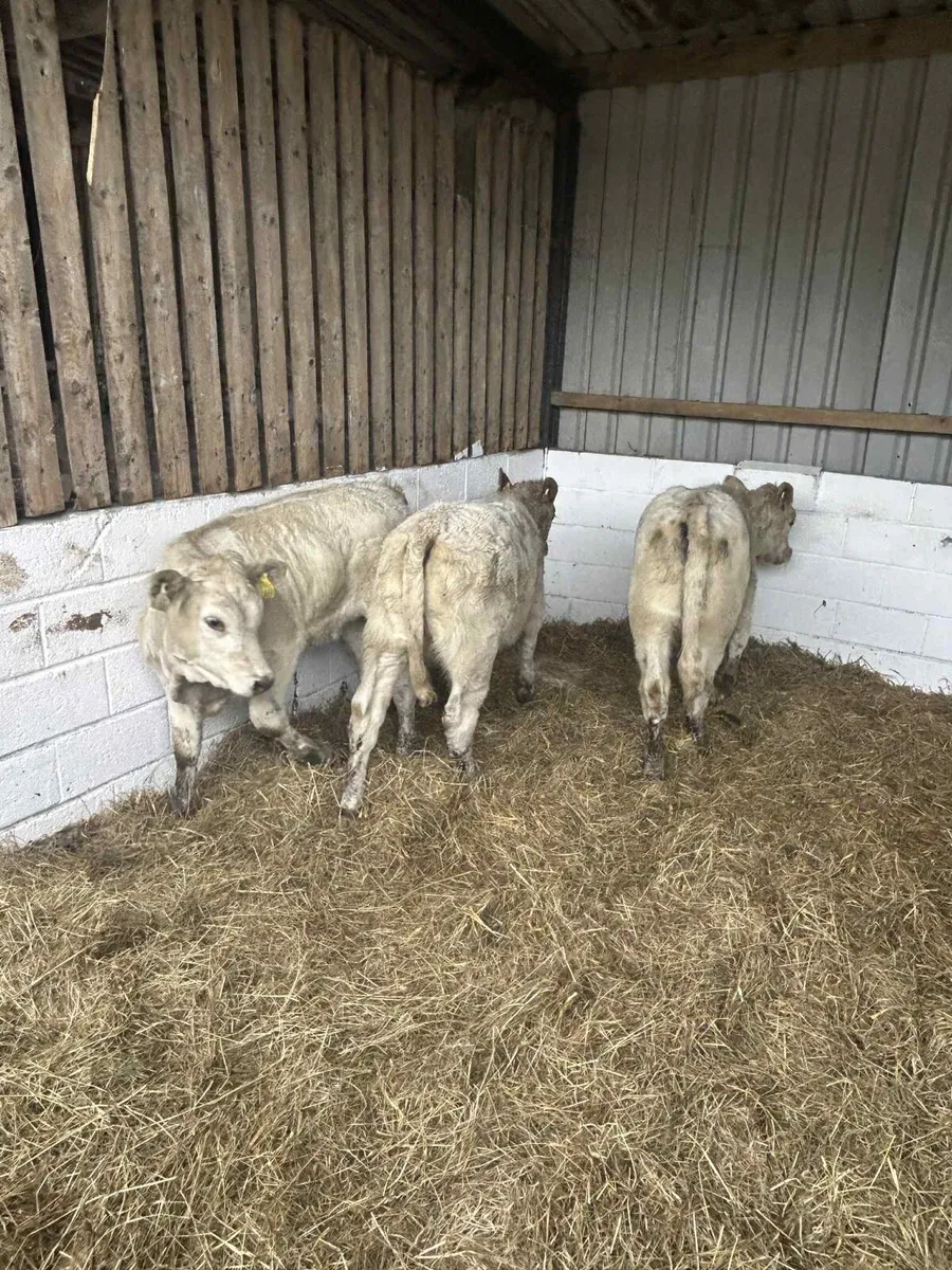3 Smashing Charolais - Image 4
