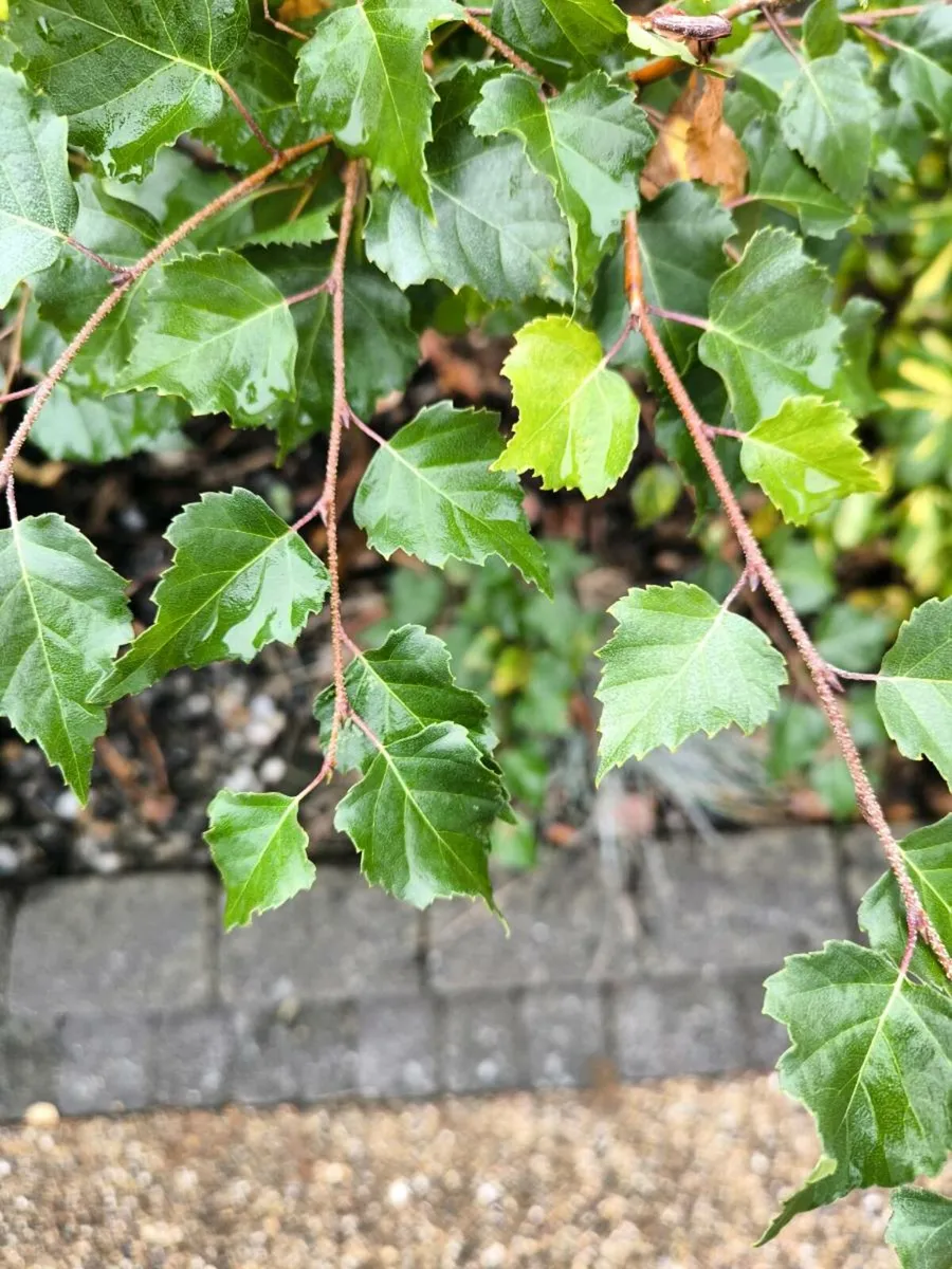 Free to take away - Tree Saplings - Image 1