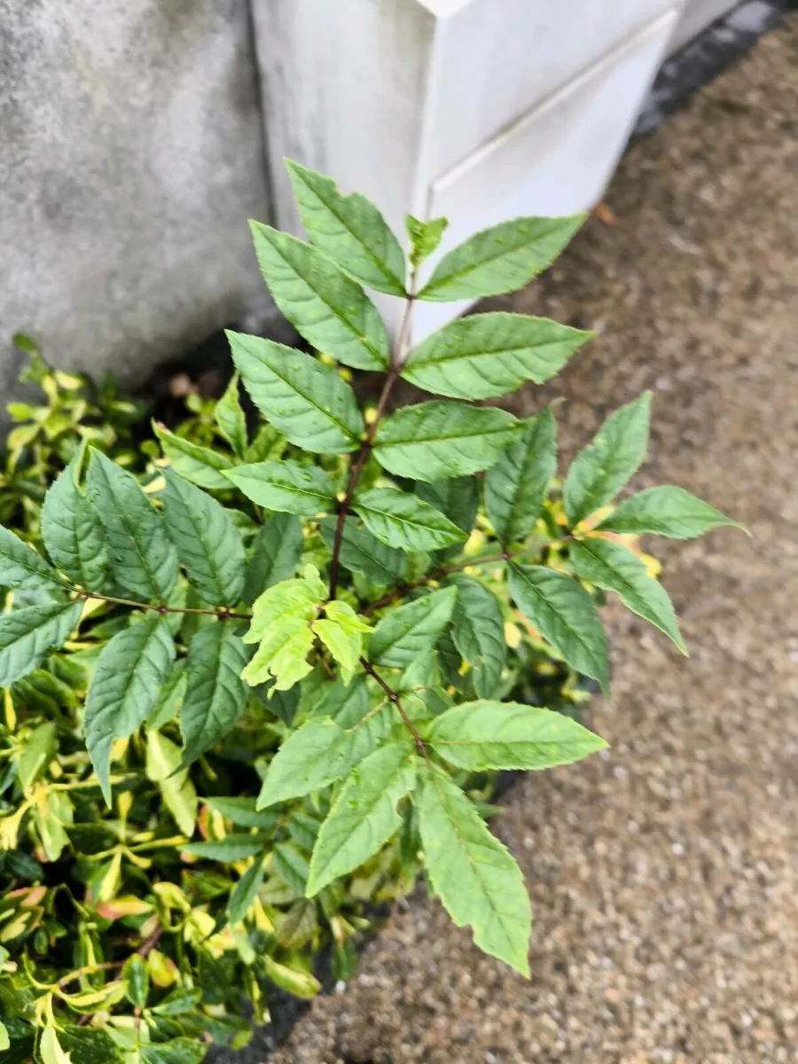 Free to take away - Tree Saplings - Image 3