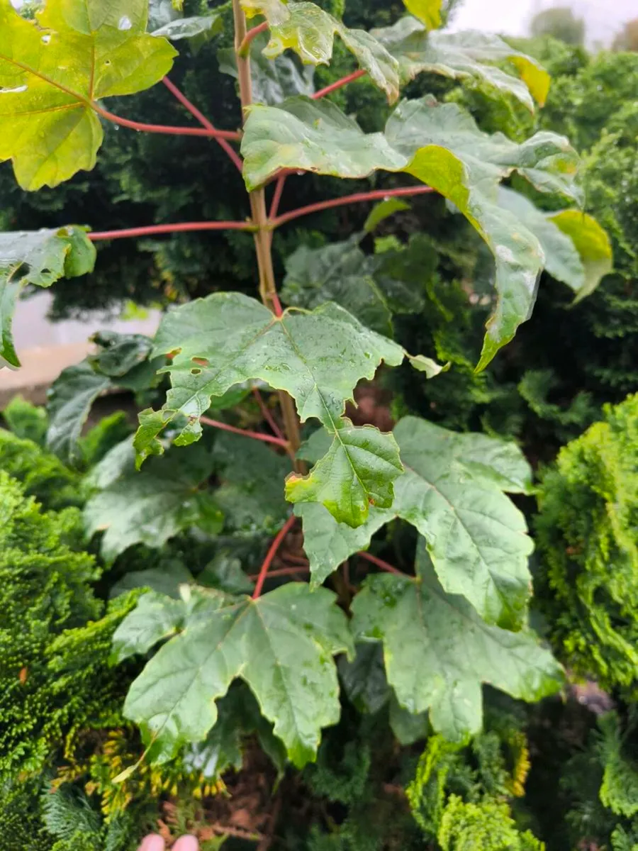 Free to take away - Tree Saplings - Image 4