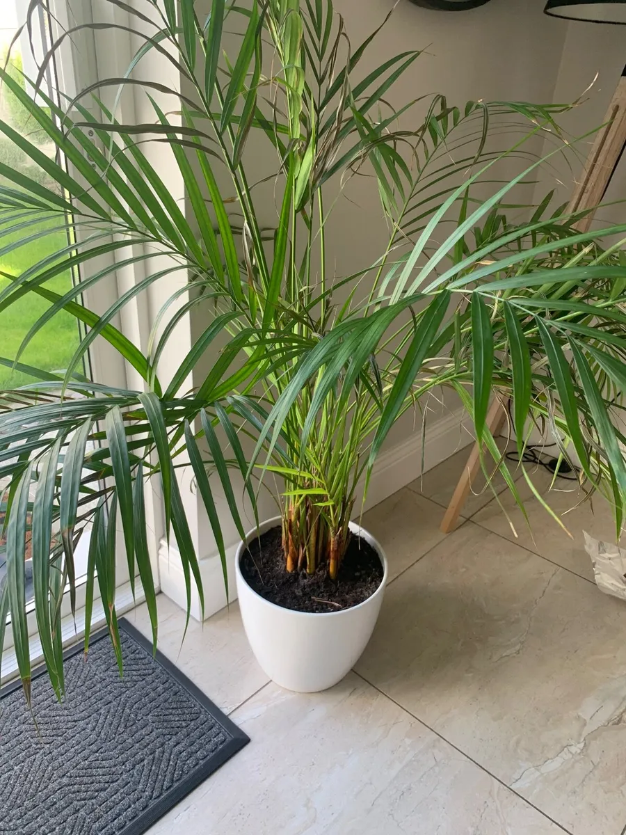 House plant