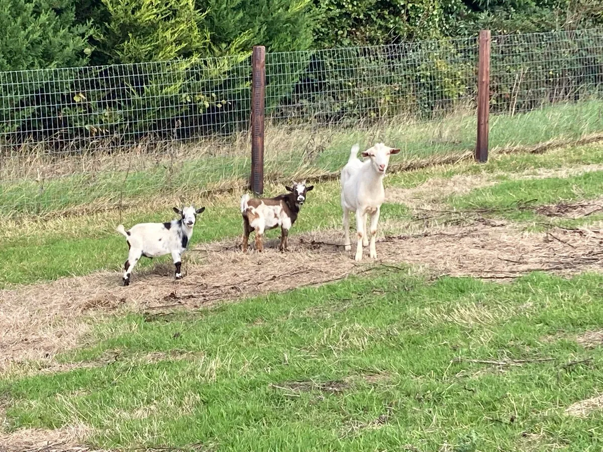 Saanen Goat - Image 1