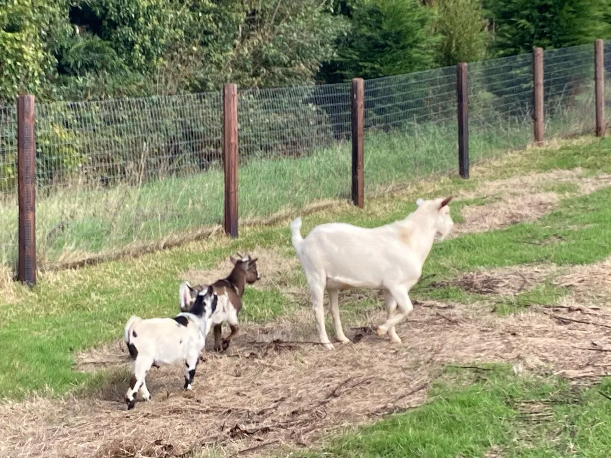 Saanen Goat - Image 2