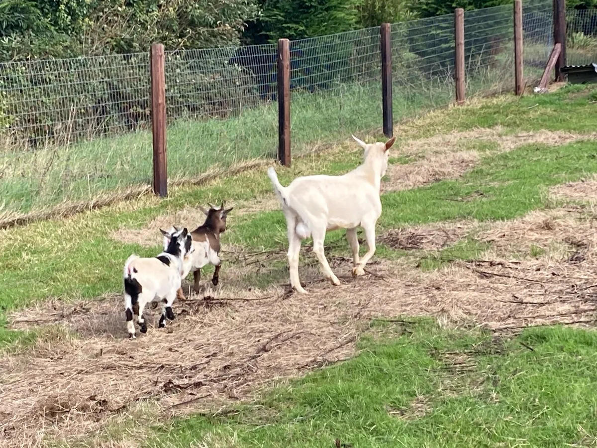 Saanen Goat - Image 3