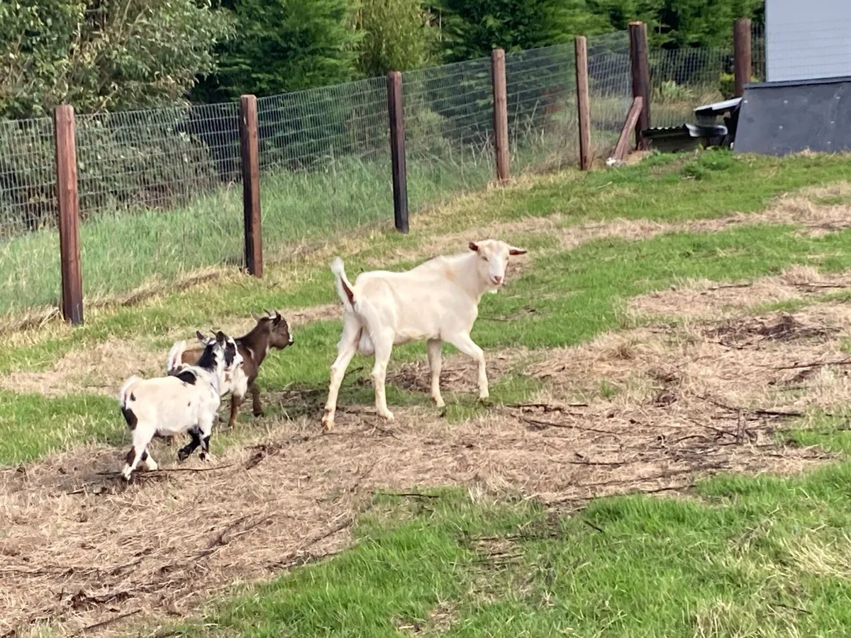 Saanen Goat - Image 4