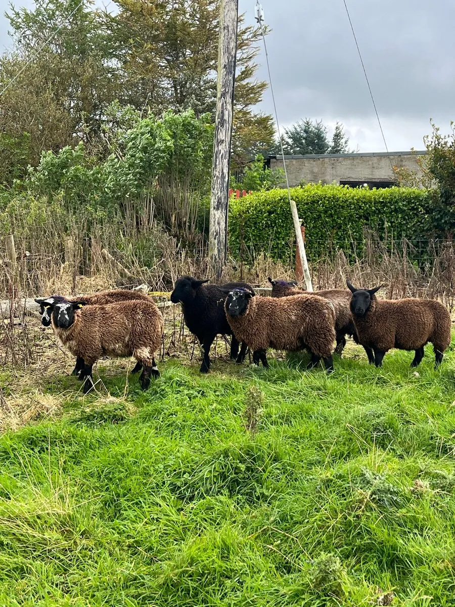 6 spotted Dutch cross ewe lambs - Image 1