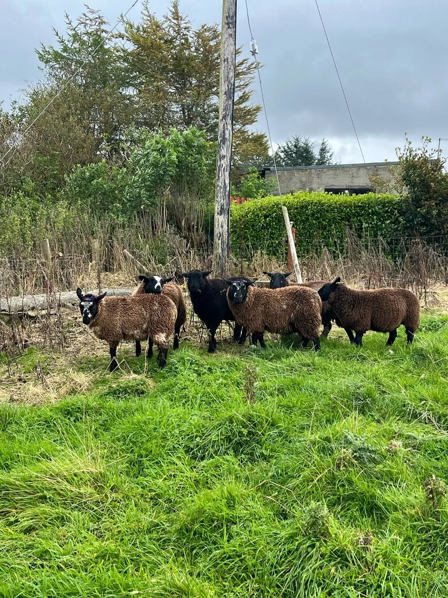 6 spotted Dutch cross ewe lambs - Image 2
