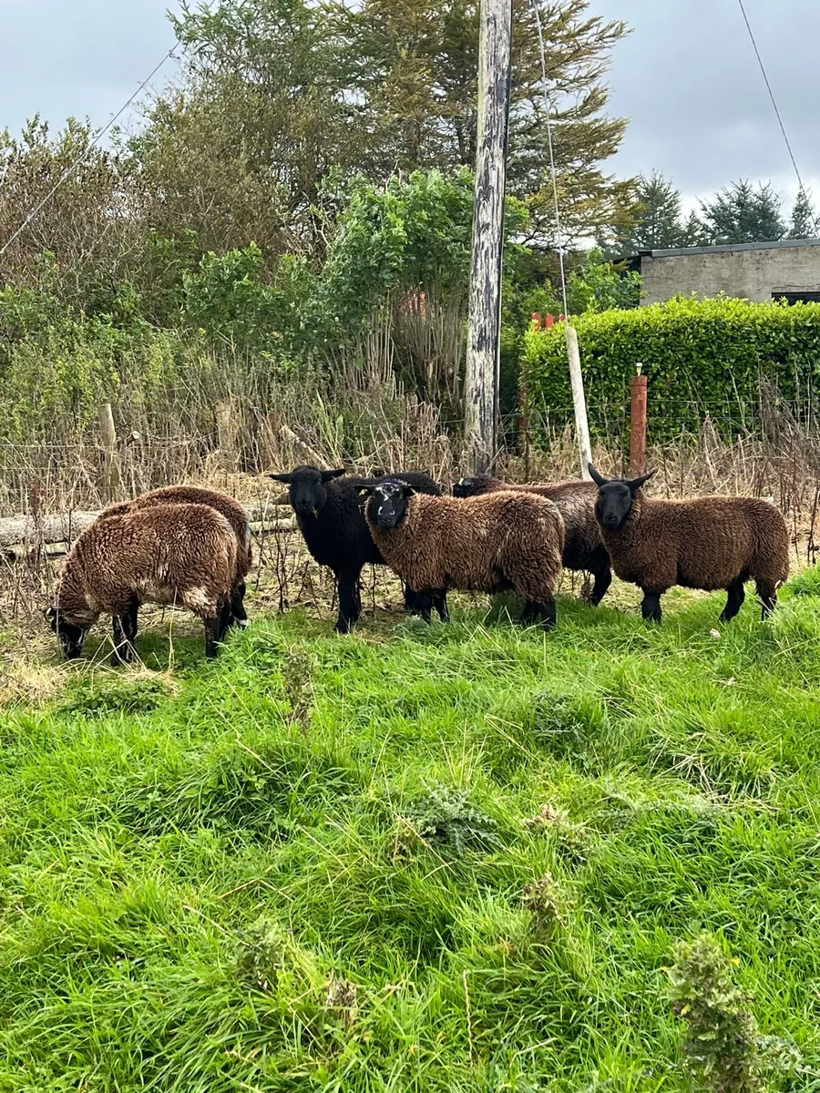 6 spotted Dutch cross ewe lambs - Image 3