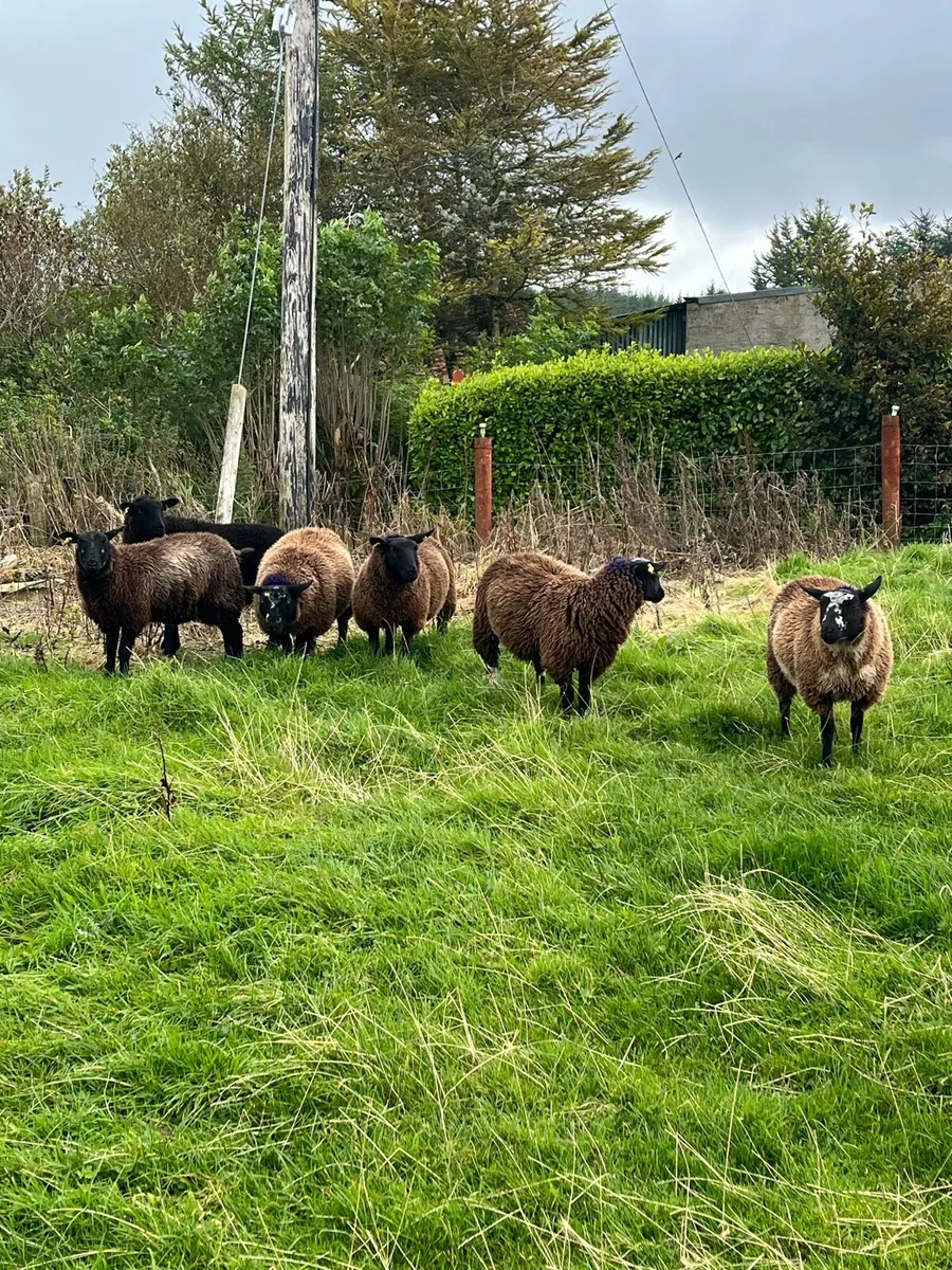 6 spotted Dutch cross ewe lambs - Image 4