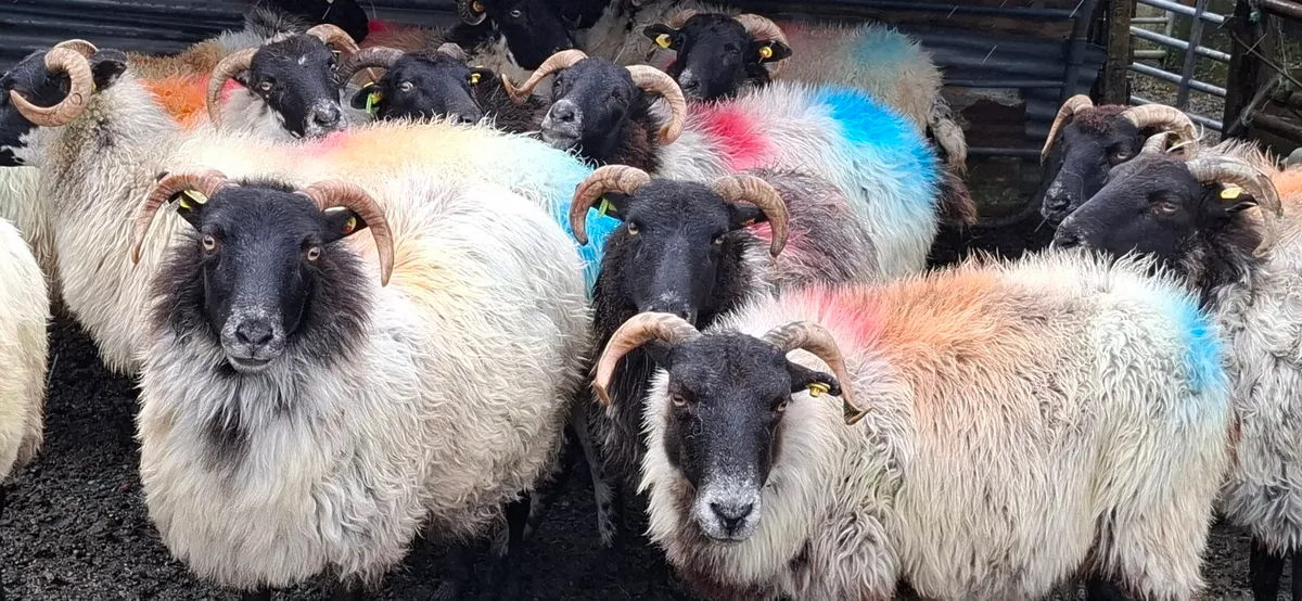 BREEDING EWES - Image 1