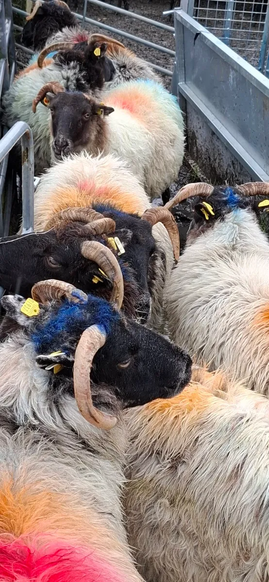 BREEDING EWES - Image 2