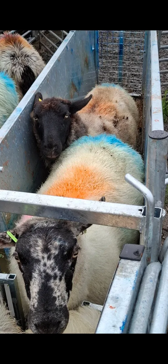 BREEDING EWES - Image 3