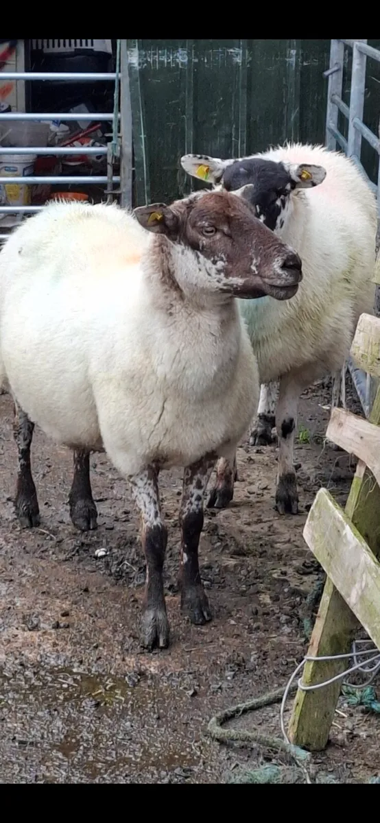 BREEDING EWES - Image 4