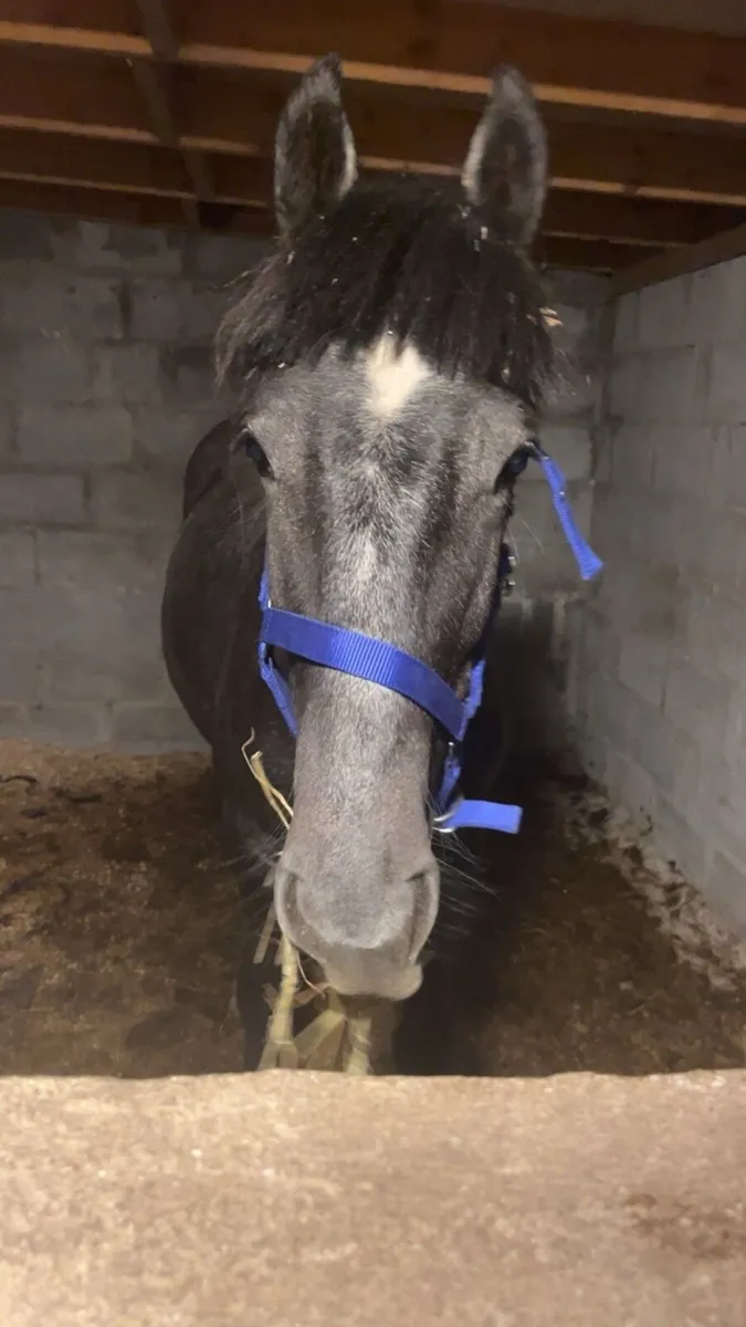 Pony - Image 1