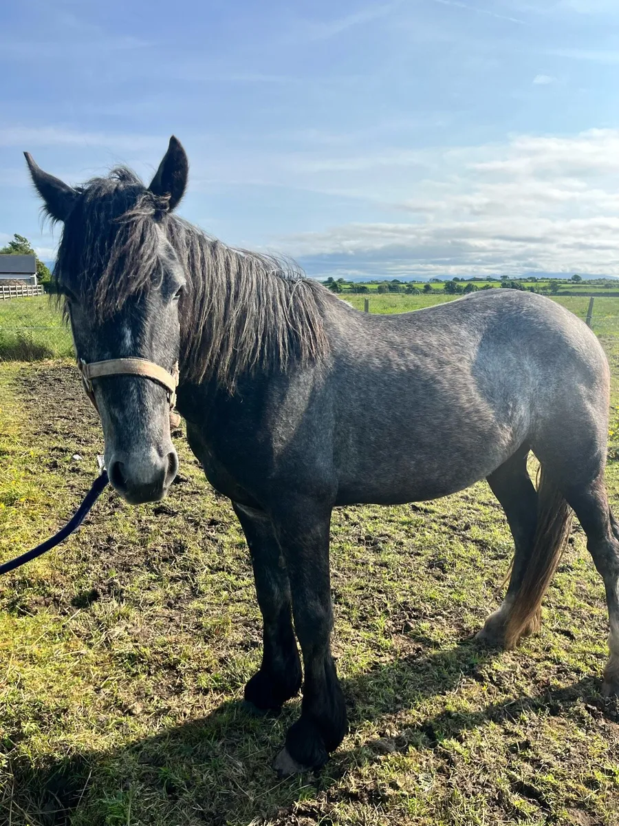 Pony - Image 4